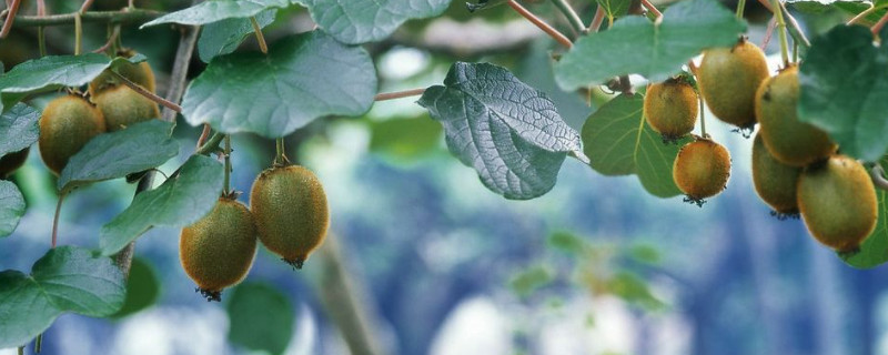 猕猴桃秋季施什么肥料