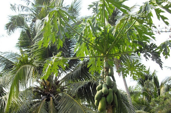 椰子树特点
