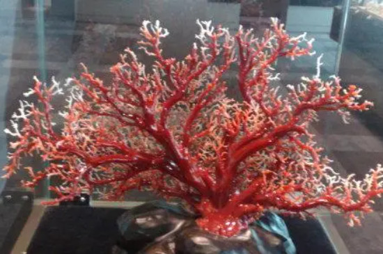 珊瑚品种