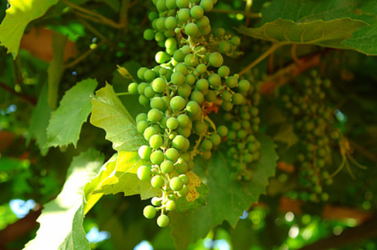 青葡萄品种