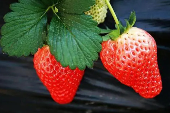 草莓品种