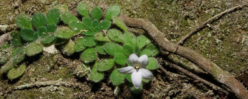 苦苣苔的养殖方法和注意事项