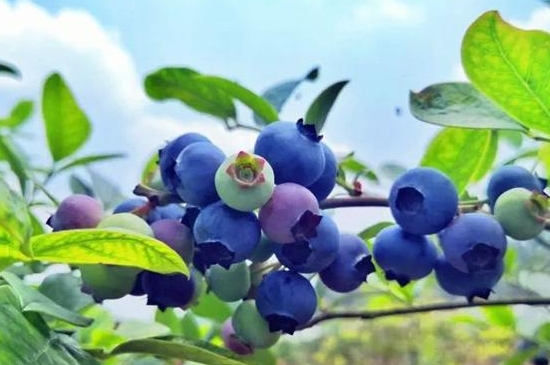 北方种植蓝莓怎么越冬