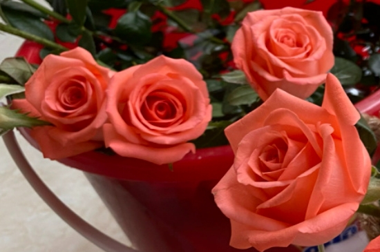 将军玫瑰是一种特殊的花朵，它有着神奇的传说