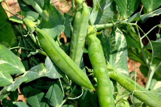 种植豌豆的方法步骤