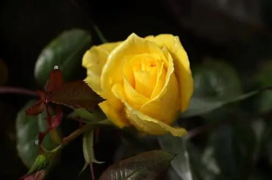 黄色玫瑰花什么寓意?