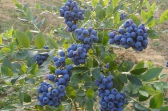 蓝莓树的养殖方法和注意事项