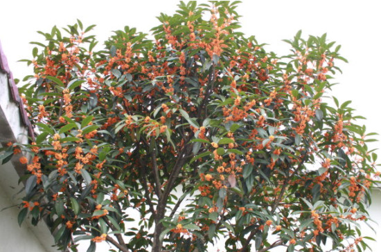 桂花树秋季施肥时间和方法