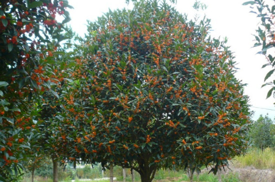 桂花树秋季施肥时间和方法