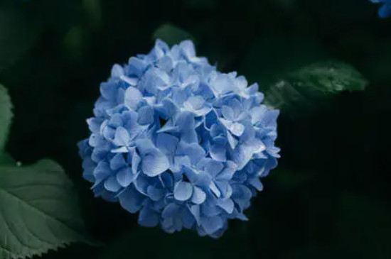 蓝色绣球花语
