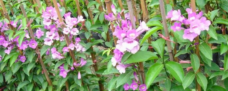 紫铃藤的养殖方法和注意事项