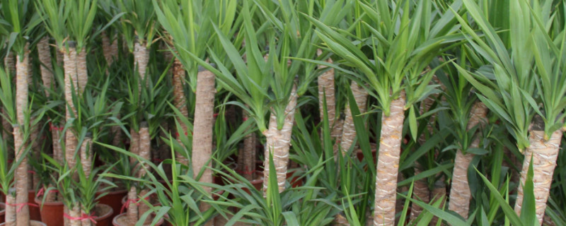 水培巴西木的养殖方法和注意事项