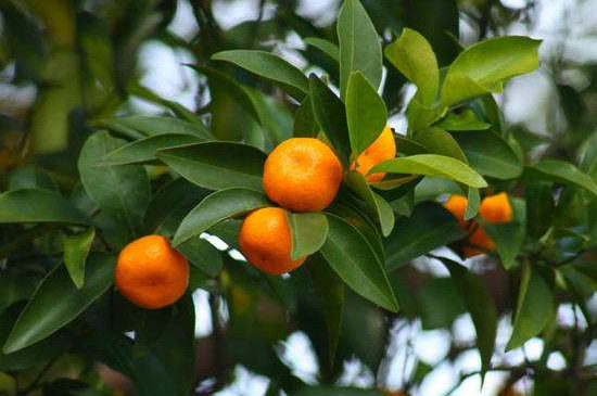 橘子树的寓意