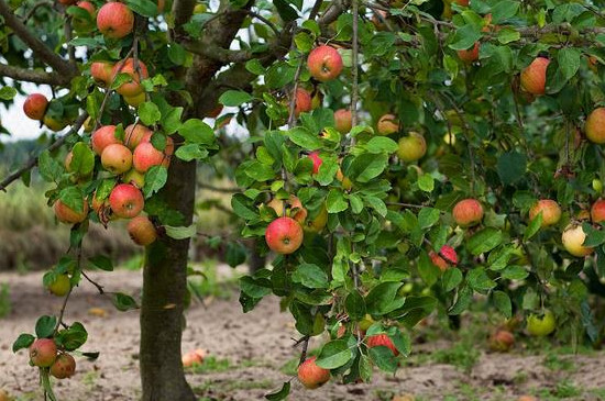 苹果怎样剪枝才能形成结果枝
