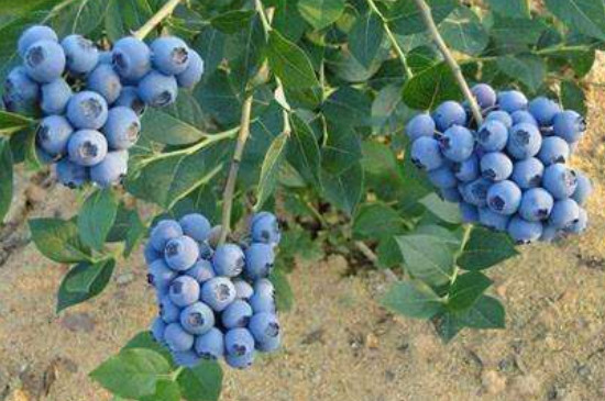 薄雾蓝莓品种介绍