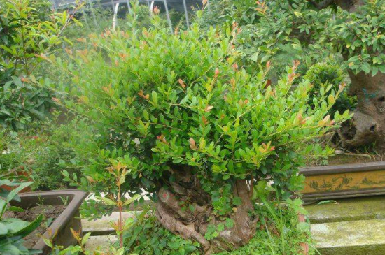 南天竹盆景的室内养殖方法