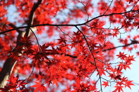 红枫冬天落叶吗