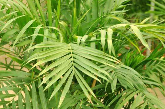 夏威夷竹子怎么养才能更旺盛