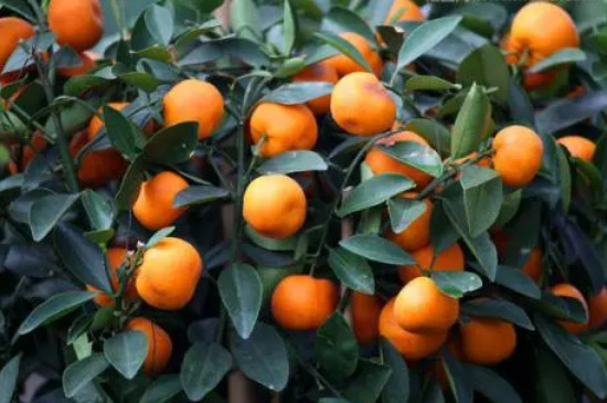 橘子树耐寒多少度