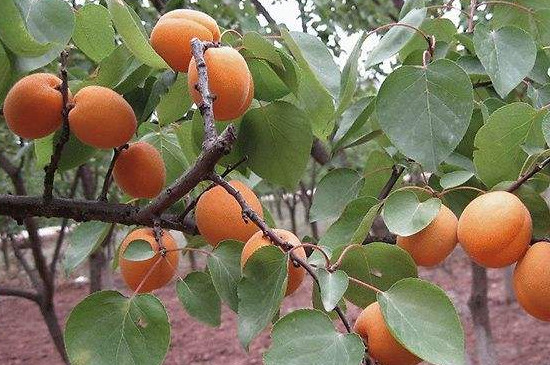 杏树秋季剪枝时间和方法
