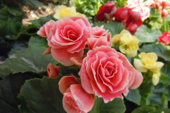 玫瑰海棠一年开几次花