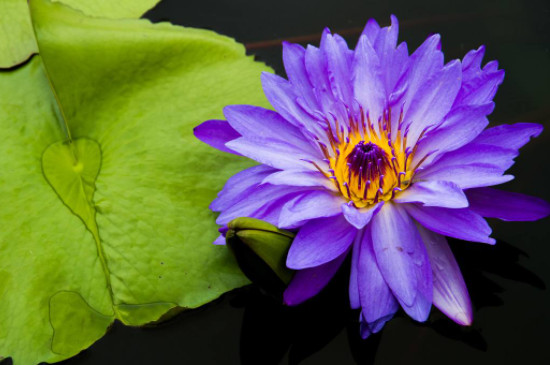 紫色莲花的寓意和象征