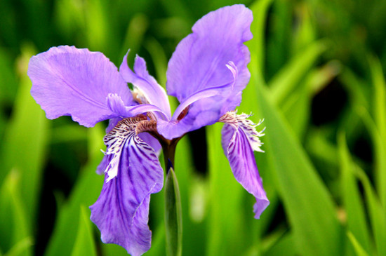 紫色鸢尾花的寓意和象征