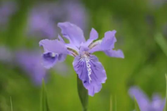 紫色鸢尾花的寓意和象征