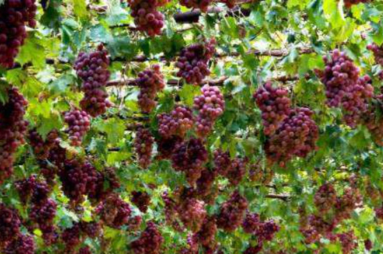 葡萄和紫罗兰的关系