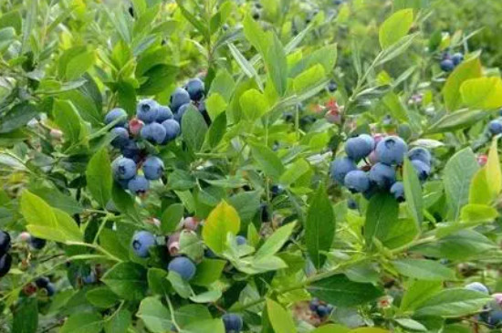 蓝莓苗几年结果呢