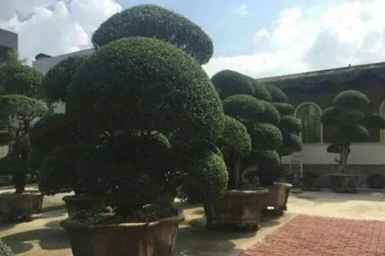 海南香兰树的养殖方法和注意事项