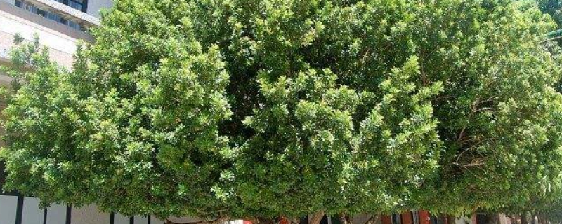 海南香兰树的养殖方法和注意事项