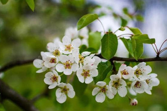 梨树一年开两次花有什么寓意