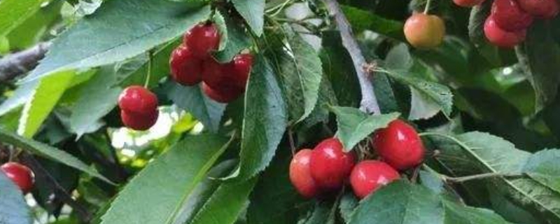 塔玛拉樱桃品种介绍