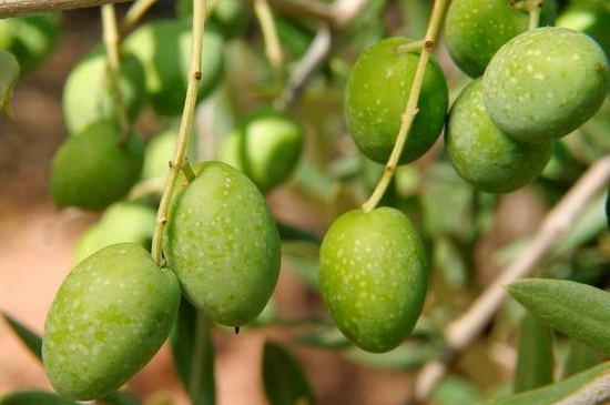 橄榄属于被子植物吗