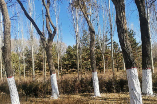 防止树木冻死的方法