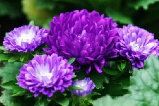 紫色菊花的花语和寓意