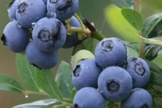 天后蓝莓品种介绍