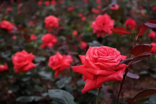 玫瑰种类名称及花语