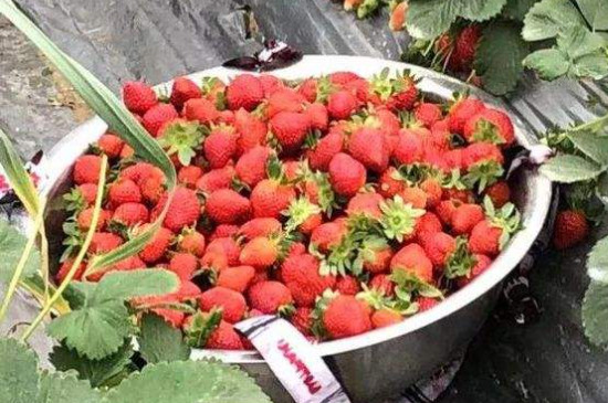 妙香七号草莓品种特点