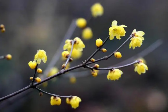 冬季里最耐寒的15种花卉