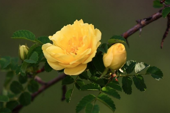 黄色玫瑰花什么寓意?