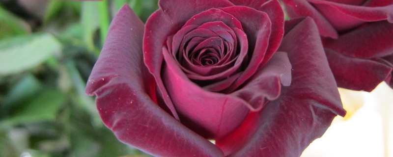 黑色玫瑰的花语是什么意思"