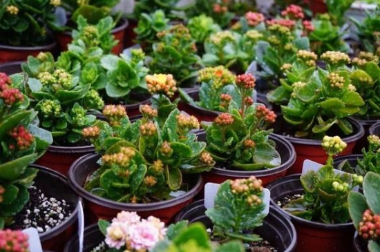 长寿花的种植方法及养护
