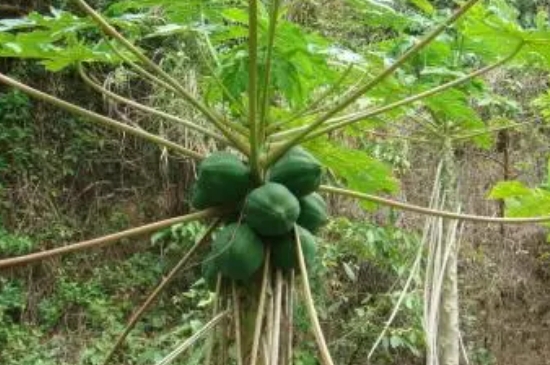 木瓜种植时间和方法