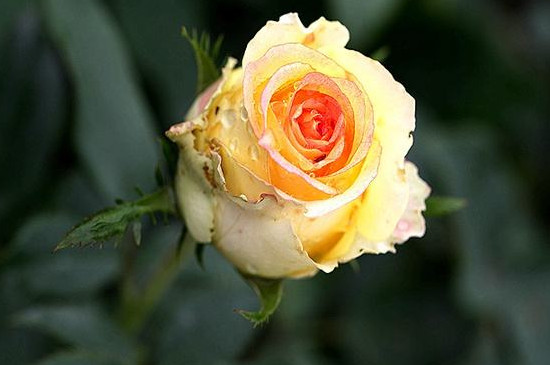 黄玫瑰花语是什么