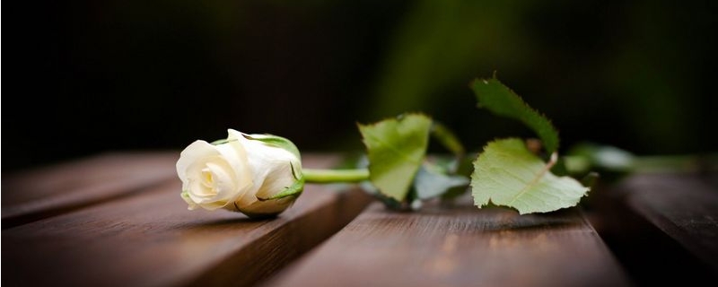 白色玫瑰花花语是什么?