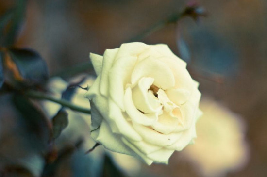 白色玫瑰花花语是什么?