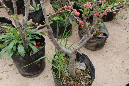 长寿冠海棠花的养殖方法和注意事项