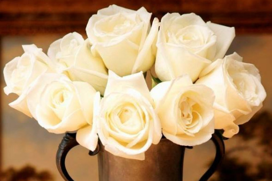 白玫瑰和红玫瑰的寓意是什么